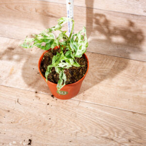 Monstera frozen freckles 001 WYSIWYG