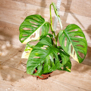 Monstera adansonii variegata 001 WYSIWYG