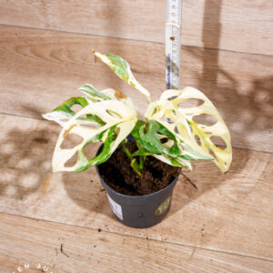 Monstera adansonii variegata 002 WYSIWYG