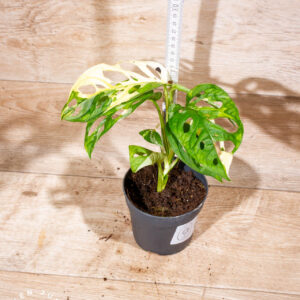 Monstera adansonii variegata 004 WYSIWYG