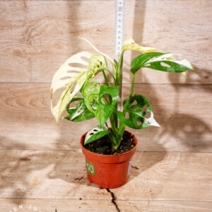 Monstera adansonii variegata 005 WYSIWYG