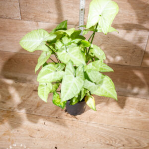 Syngonium sp. 001 WYSIWYG