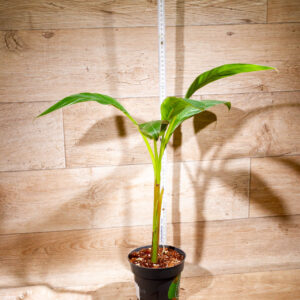 Musa nono 001 WYSIWYG