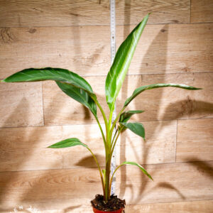 Musa nono 002 WYSIWYG