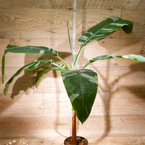 Musa florida 002 WYSIWYG