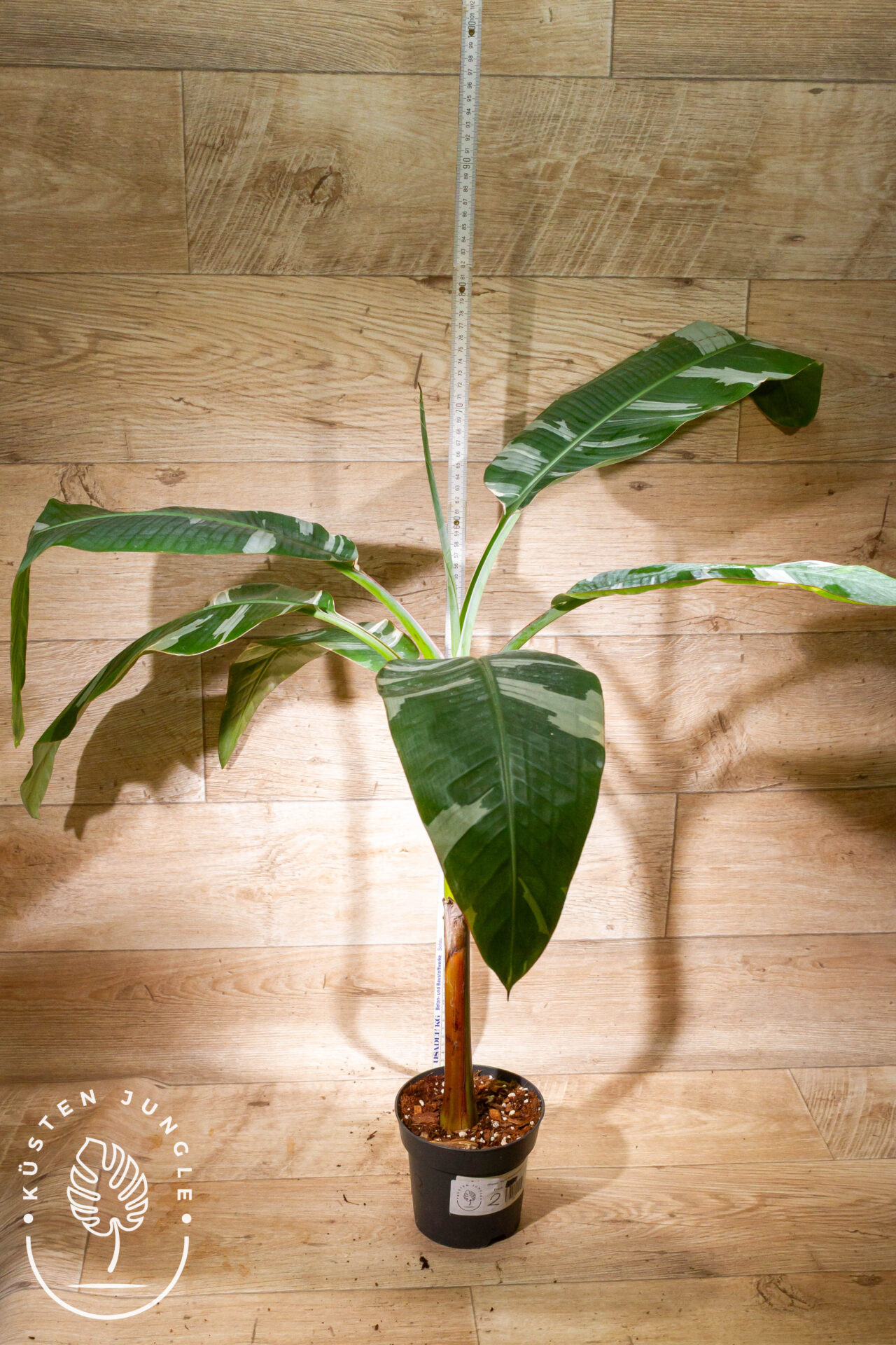 Musa florida 002 WYSIWYG