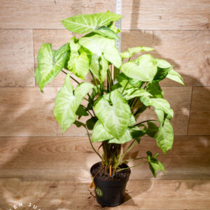 Syngonium sp. 002 WYSIWYG