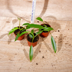 Philodendron joepii S