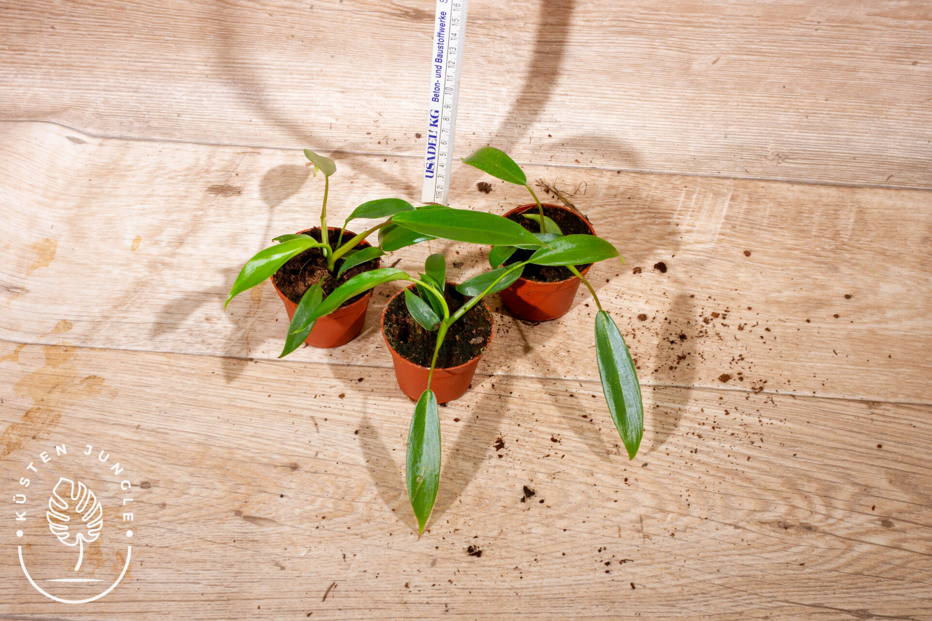 Philodendron joepii S