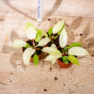 Philodendron Snowdrift S