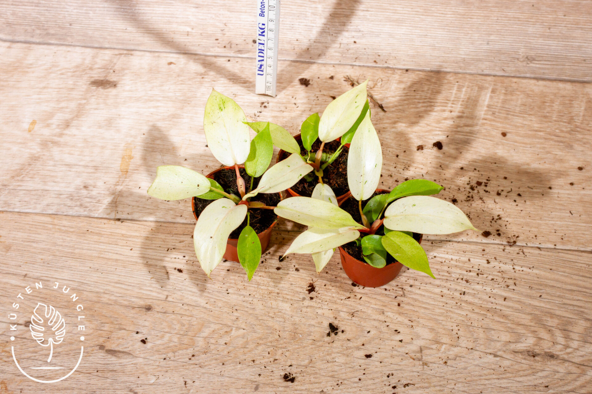 Philodendron Snowdrift S