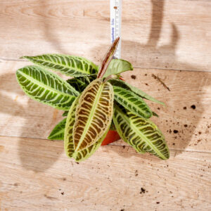 Labisia japonica 002 WYSIWYG