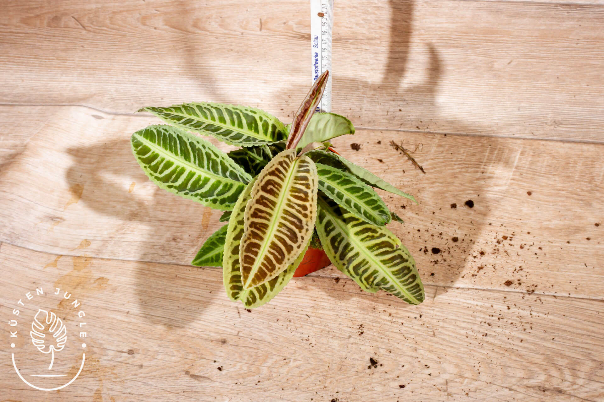 Labisia japonica 002 WYSIWYG