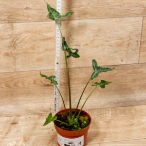 Alocasia teletubbies 001 WYSIWYG