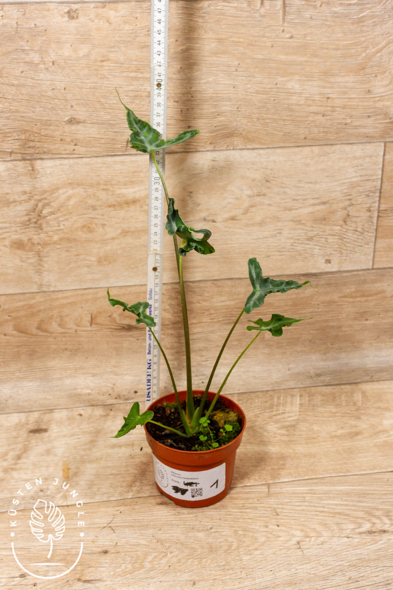 Alocasia teletubbies 001 WYSIWYG