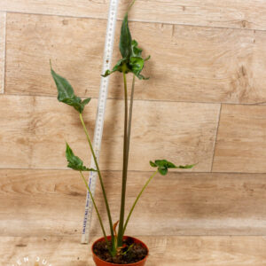 Alocasia teletubbies 002 WYSIWYG