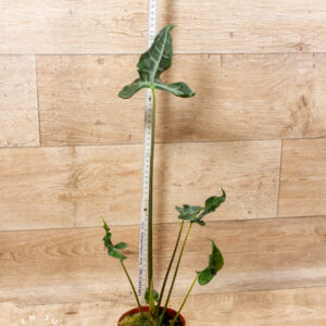 Alocasia teletubbies 003 WYSIWYG