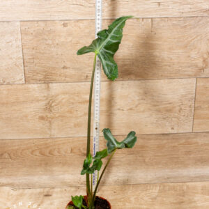 Alocasia teletubbies 004 WYSIWYG