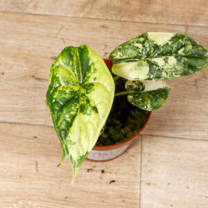 Alocasia dragon scale variegata 001 WYSIWYG