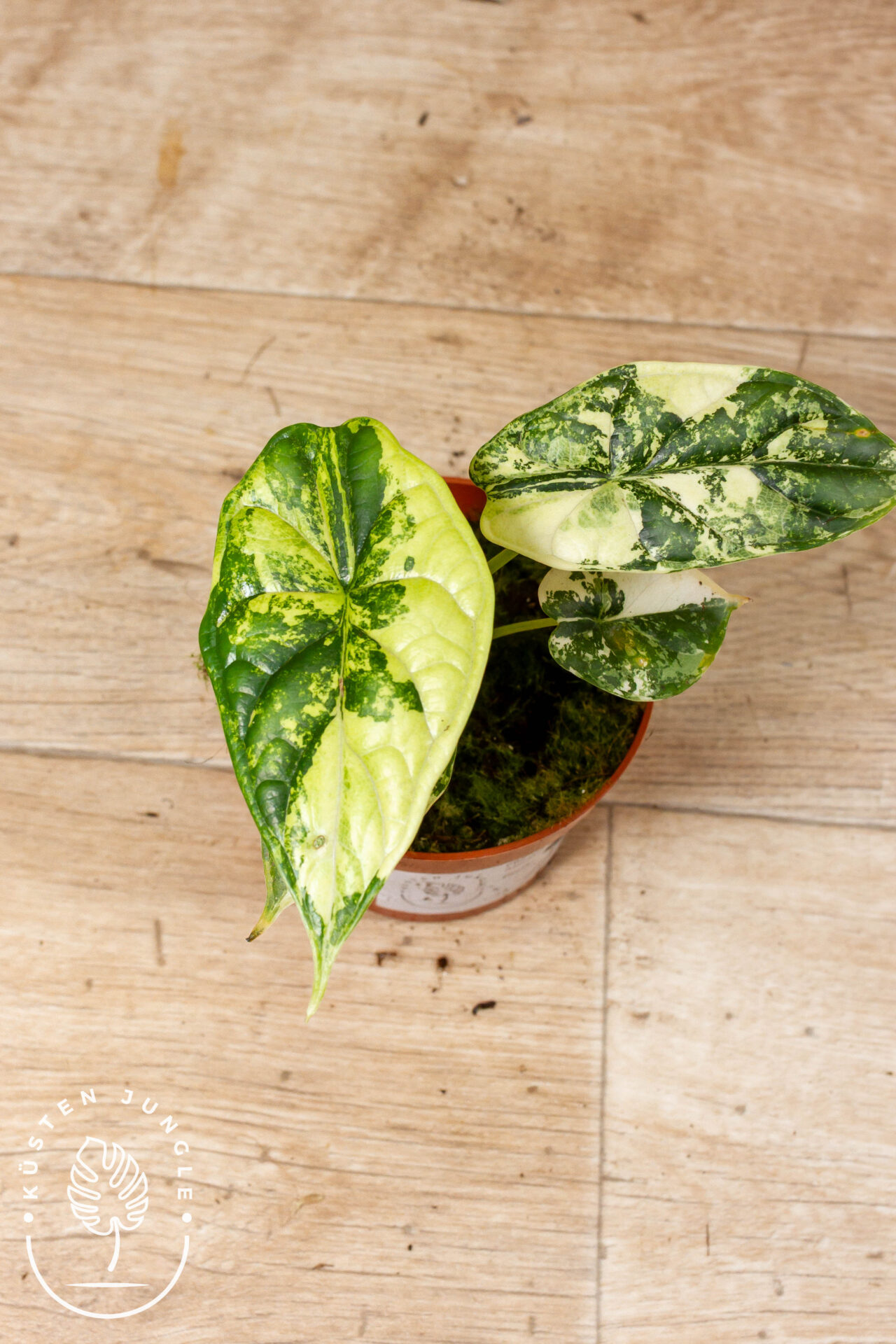 Alocasia dragon scale variegata 001 WYSIWYG