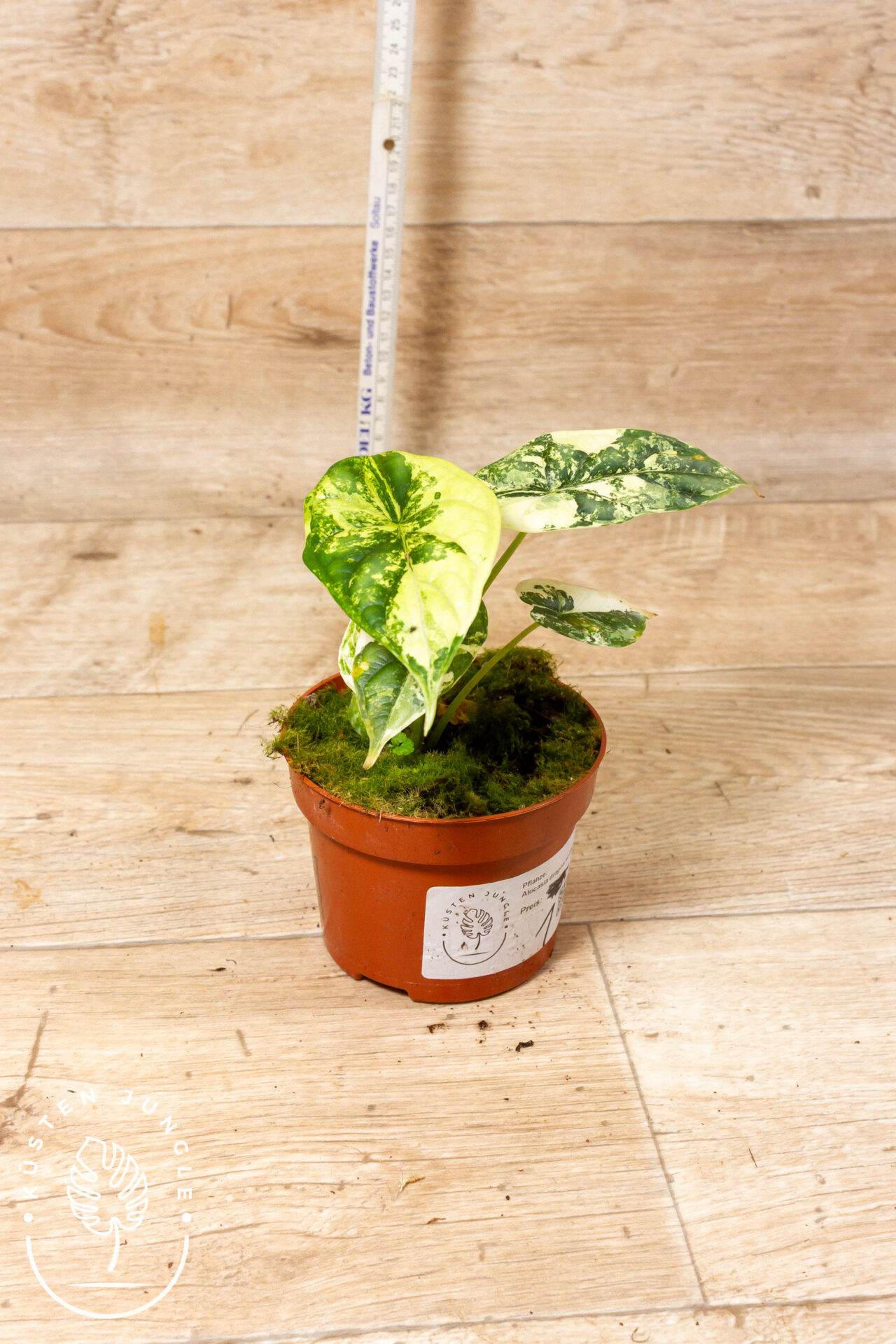 Alocasia dragon scale variegata 002 WYSIWYG – Bild 2