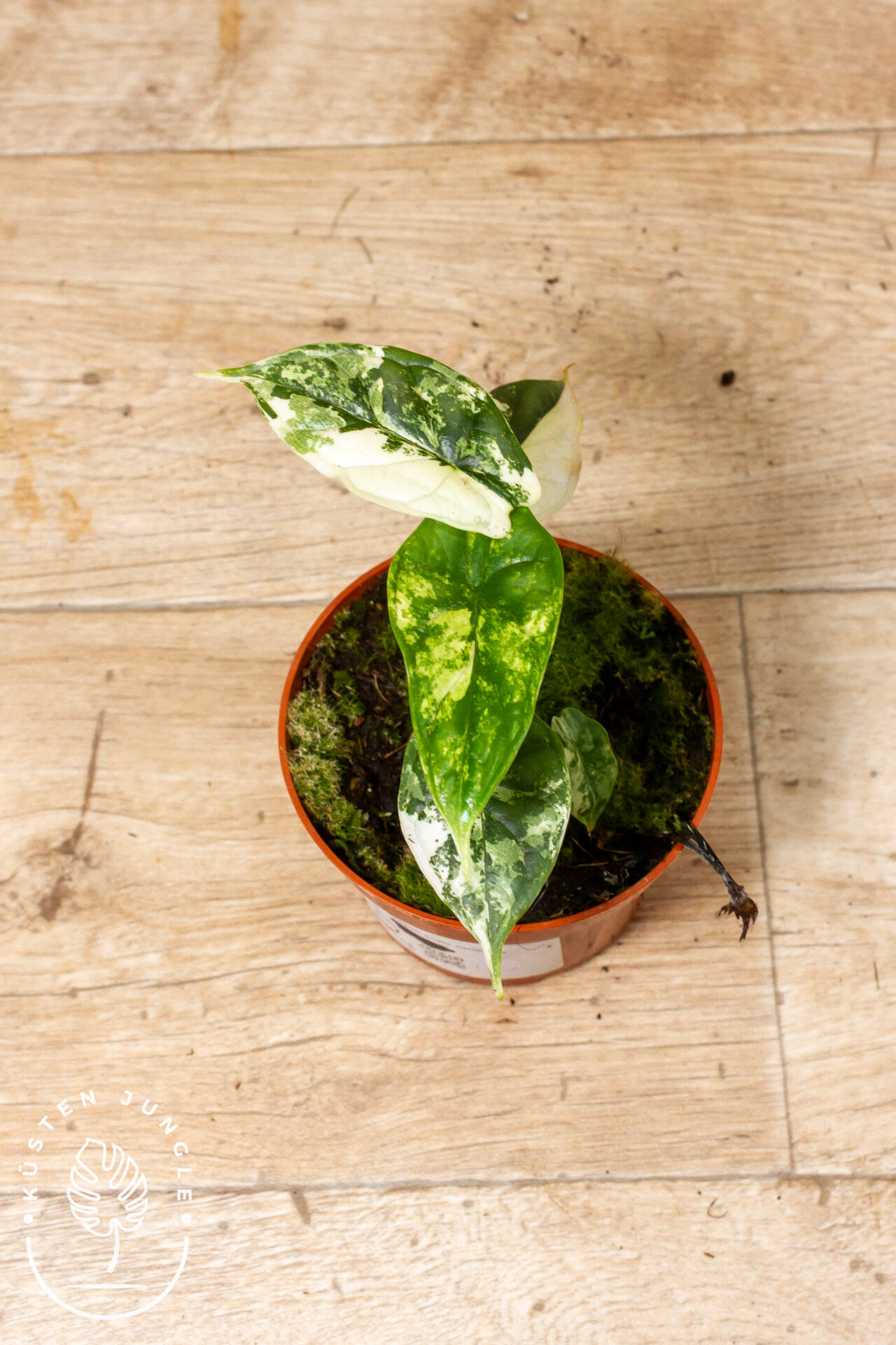 Alocasia dragon scale variegata 002 WYSIWYG