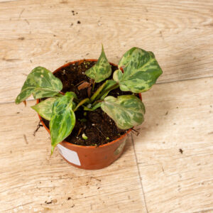 Philodendron Gloriosum Snow Leopard Variegata 001 WYSIWYG