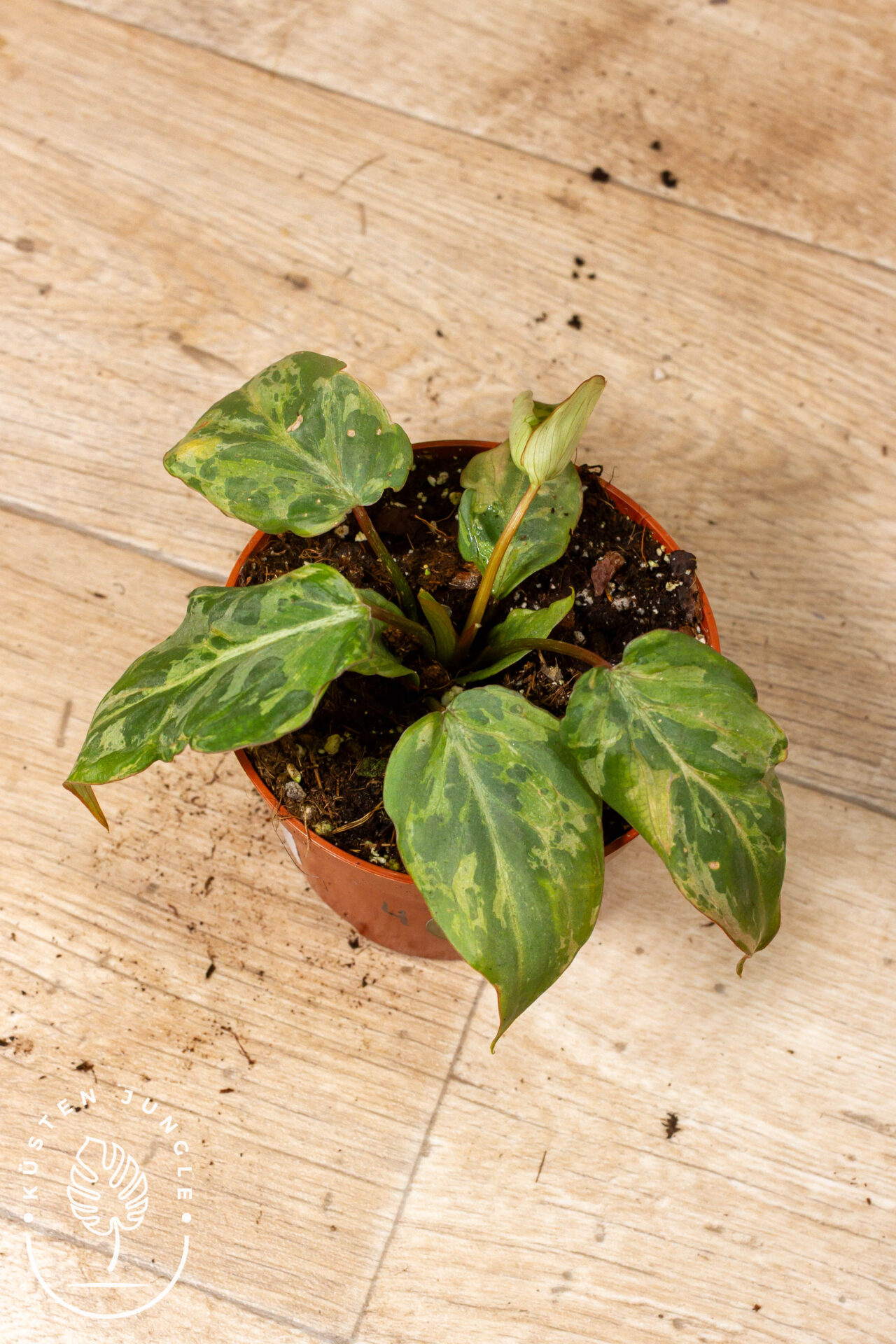 Philodendron Gloriosum Snow Leopard Variegata 004 WYSIWYG