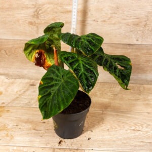 Philodendron verrucosum 001 WYSIWYG/SAD