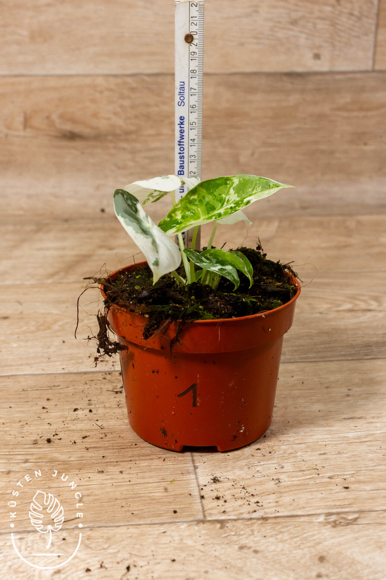 Alocasia Frydek Variegata 001 WYSIWYG – Bild 2