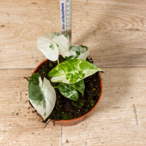 Alocasia Frydek Variegata 001 WYSIWYG