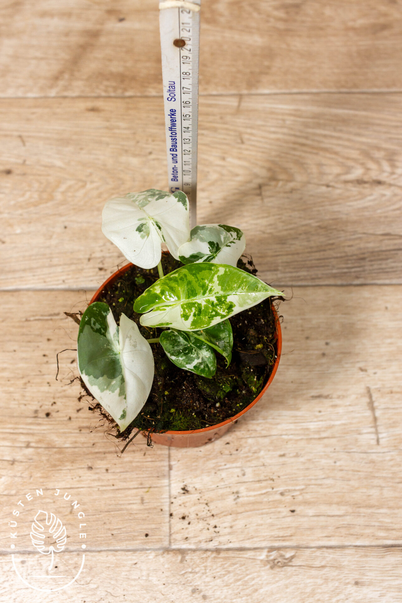 Alocasia Frydek Variegata 001 WYSIWYG