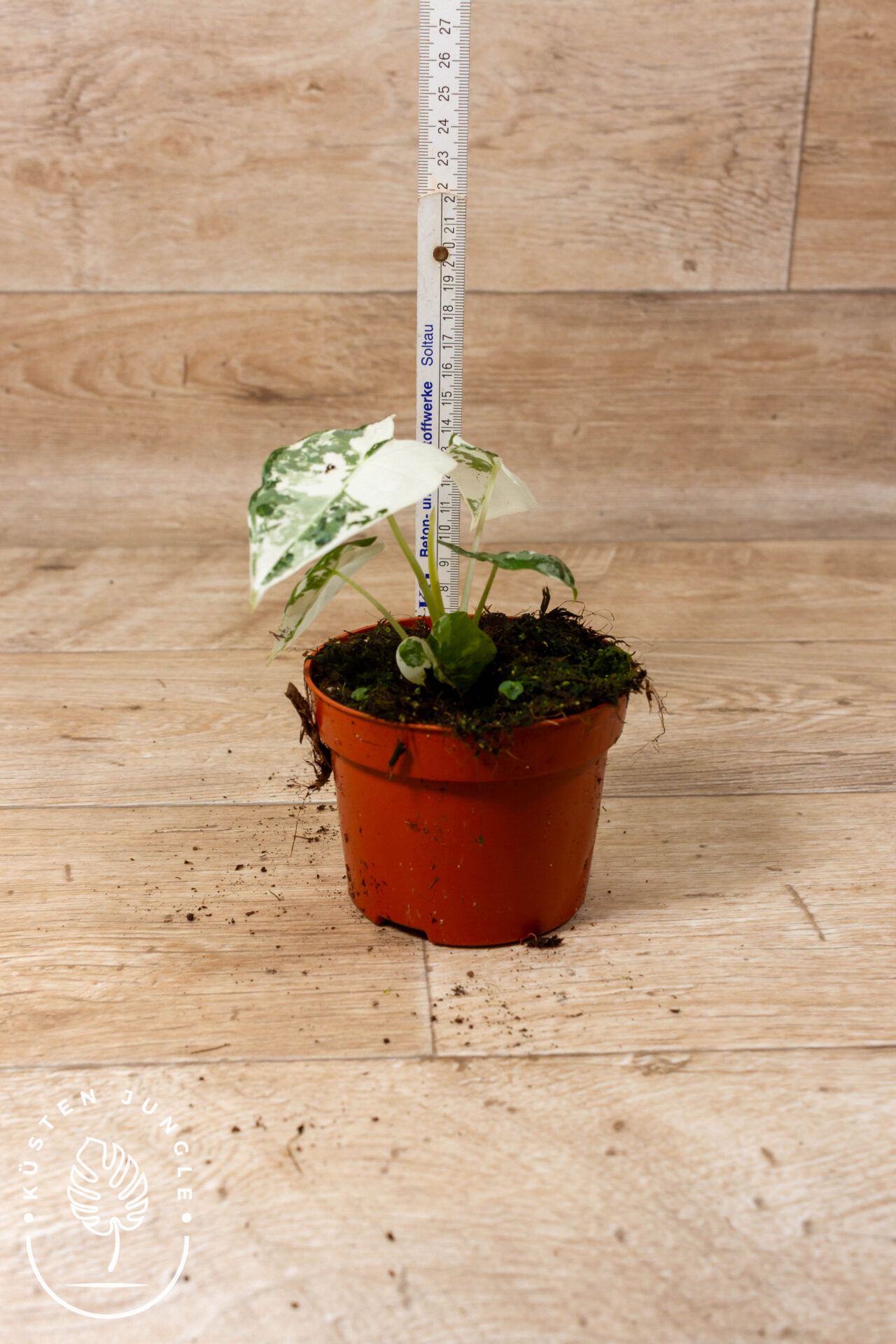 Alocasia Frydek Variegata 002 WYSIWYG – Bild 2