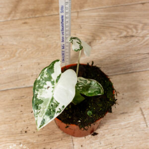 Alocasia Frydek Variegata 002 WYSIWYG