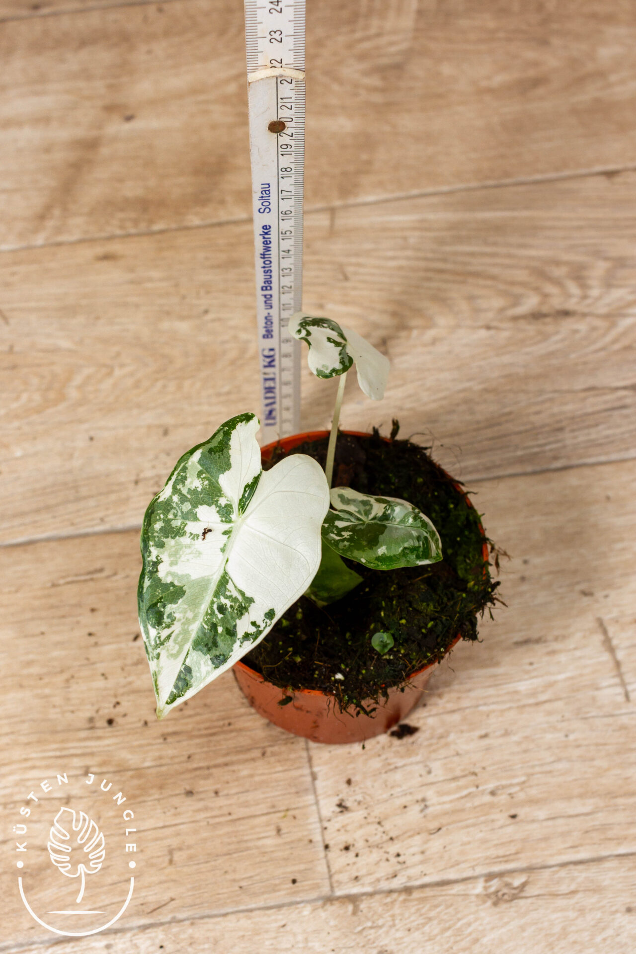 Alocasia Frydek Variegata 002 WYSIWYG