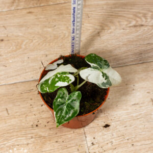 Alocasia Frydek Variegata 003 WYSIWYG