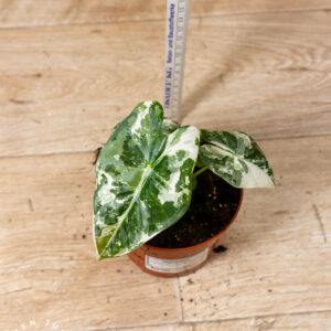 Alocasia Frydek Variegata 004 WYSIWYG