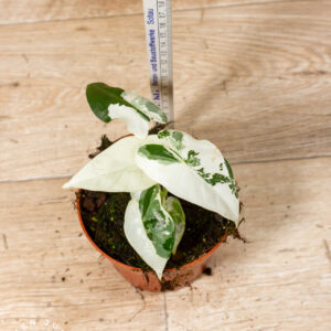 Alocasia Frydek Variegata 005 WYSIWYG