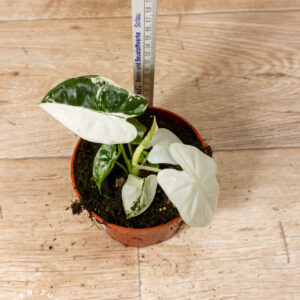 Alocasia Frydek Variegata 006 WYSIWYG