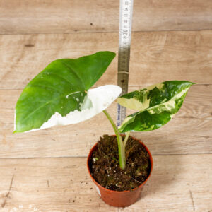 Alocasia macrorrhiza variegata 002 WYSIWYG