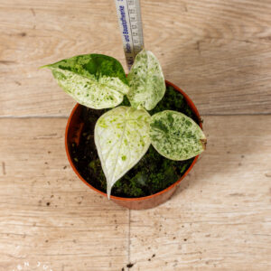 Alocasia dragon scale mint 001 WYSIWYG