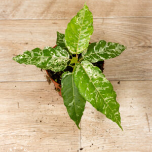 Ficus Snowstorm 001A WYSIWYG