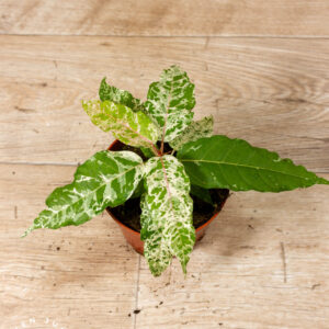 Ficus Snowstorm 002A WYSIWYG