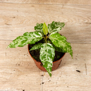 Ficus Snowstorm 003A WYSIWYG