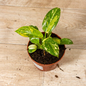 Philodendron green congo variegata 001A WYSIWYG