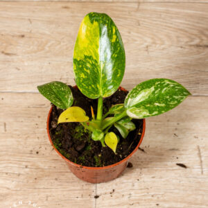 Philodendron green congo variegata 002A WYSIWYG