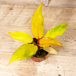 Philodendron orange marmalade 002 WYSIWYG