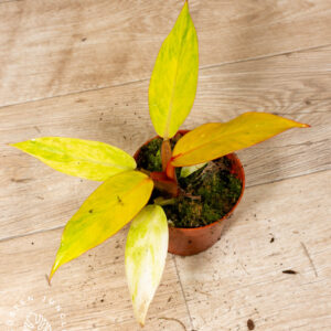 Philodendron orange marmalade 003 WYSIWYG