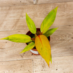 Philodendron orange marmalade 004 WYSIWYG