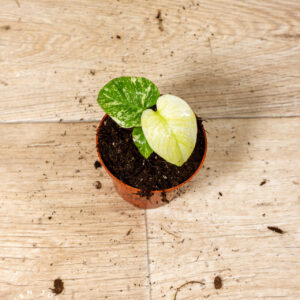 Monstera Deliciosa Mint 001A WYSIWYG